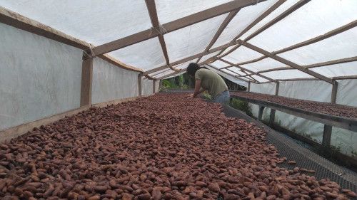 Interior Secadora de Cacao
